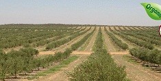 olive-farm2
