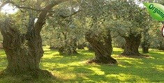 olive-tree1